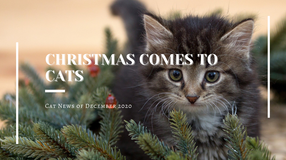 Cat News by Kitten-World | December 2020