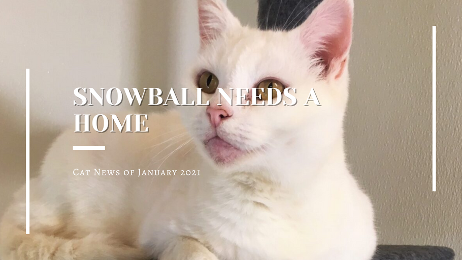 Cat News by Kitten-World | January 2021