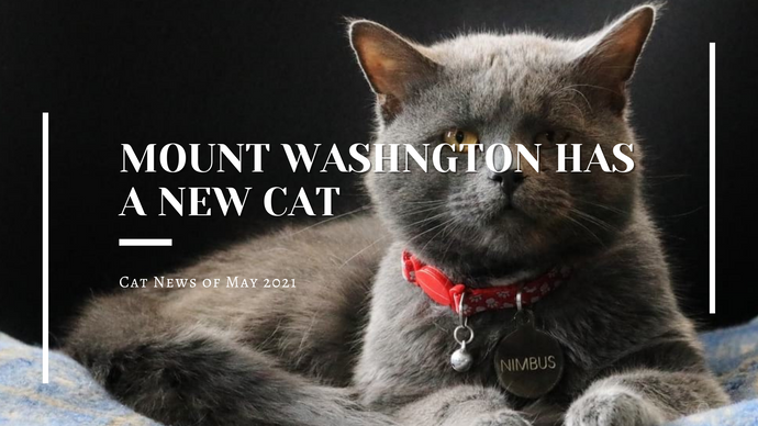 Cat News of May 2021 | Kitten-World