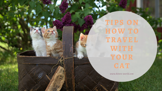 Tips on How to Travel with your Cat